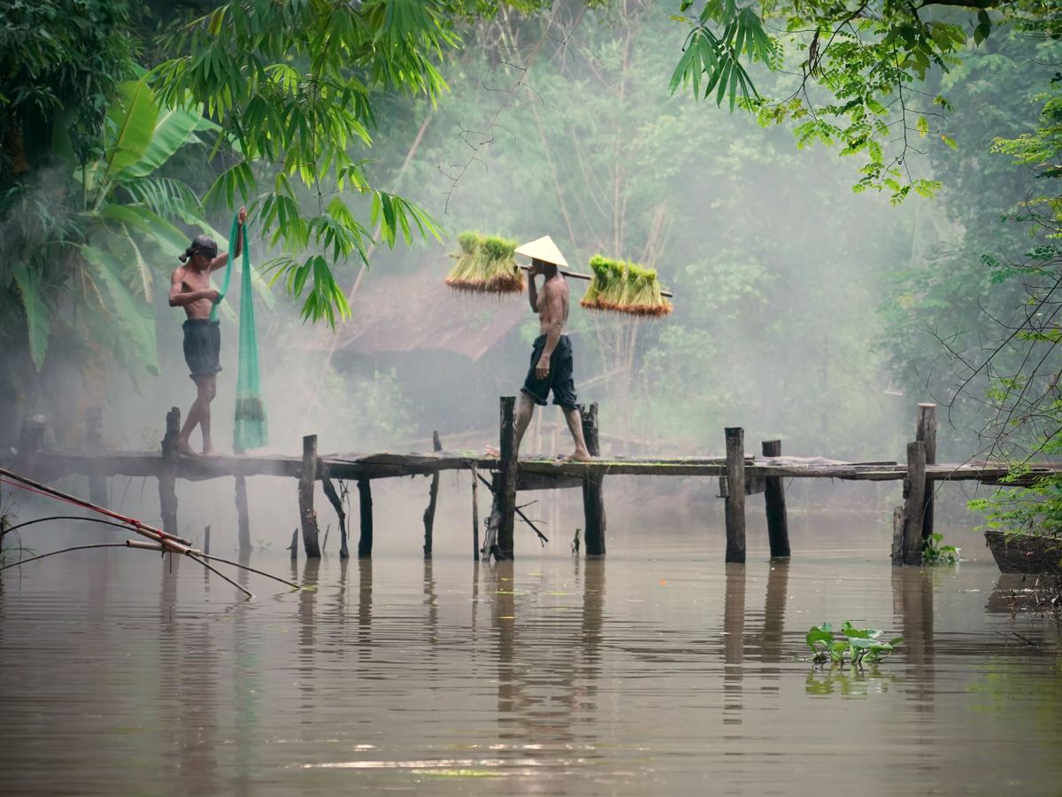 Farmers carrying rice seedlings across a rural bridge, Vietnam